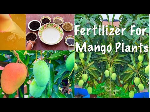 Fertilizers For Mango Plants / Make Maximum Amount Of Production Out Of Your Mango Plants At Terrace