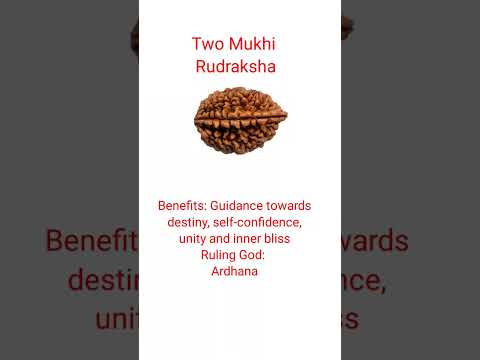 Two Mukhi Rudraksha #shorts #ytshorts #rudraksha