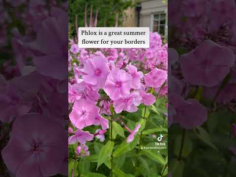 Add colour and freshness to a late summer border using Phlox! #phlox #phloxpaniculata #flowerhour