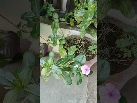 Sadabhar plant | vinca flowers | #vincaflower #viralshort #letsgardenup #sadabahar #youtubeshorts