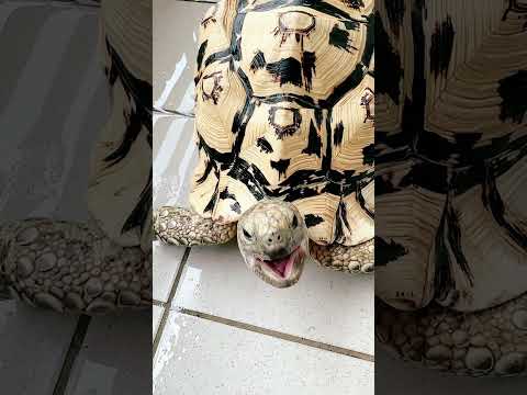 每天食慾都很好不挑食#陸龜日常leopard tortoise