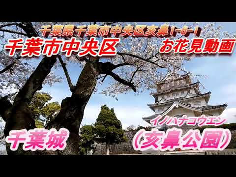 千葉城　亥鼻公園　花見　桜 春　千葉県千葉市中央区　房総半島