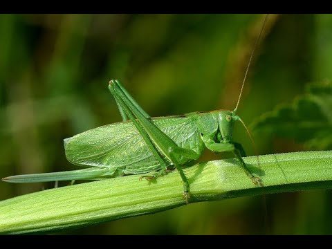 🌞🌞🌞 Песенка В Траве Сидел Кузнечик 🦗Детская песня 🌞🌞🌞