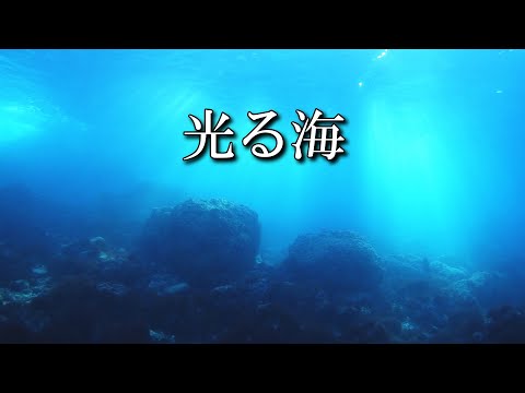 【 光る海 】天然のイルミネーションショー