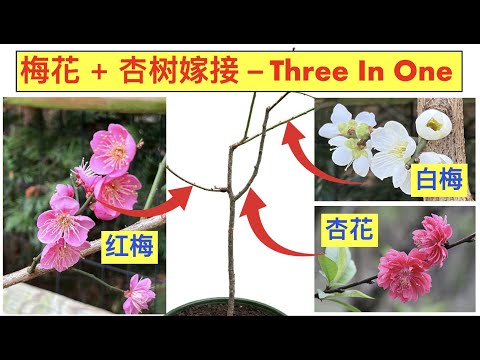 果树嫁接教学示范：梅花/杏树嫁接。嫁接成功的要素。