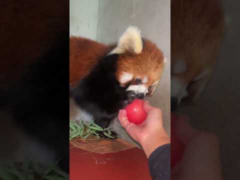 How can a red panda refuse a red apple? Red panda Lulu