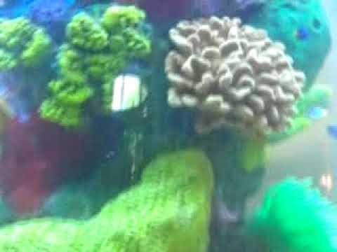 Water Change in the Cylinder Tank, LA Fishguys, Part  4