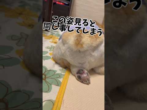 肉球見ると触りたくなるのは、万国共通なのかもしれないww#犬動画 #コーギー #いぬのいる生活 #ぱんちゃん #いぬのいる生活 #わんこ動画 #わんこがいる生活 #わんこ #いぬとの暮らし #肉球