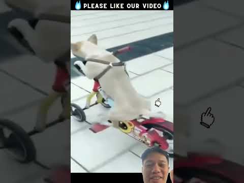 This Dog Riding a Bike is Unbelievable