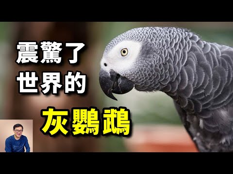 這隻鸚鵡到底說了什麼？竟然讓科學界如此關注！史上最聰明的鳥——非洲灰鸚鵡Alex，動物界的奇跡！【老肉雜談】#動物 #寵物 #鳥 #鸚鵡 #parrot