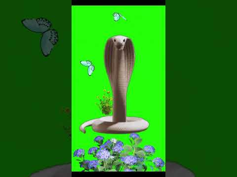 Snake green screen | green screen snake #snake #shorts #viral #trending