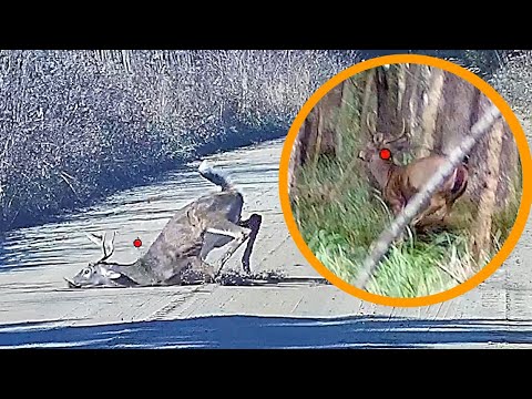 BEST ShotKam Deer Kills 2023 | Best Gun Cam In The World!?