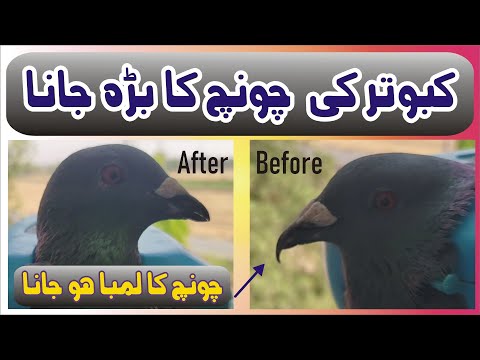 Extension of the pigeon's beak | Pigeon's Beak | Pigeon Cote | Waleed Alam