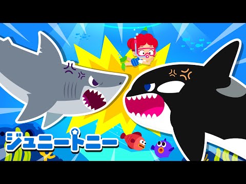 ホホジロザメ VS シャチのさいせん！| ジュニー VS トニー | ティラノサウルス VS スピノサウルス | 子供向け安全教育 | ジュニートニー日本語 - 子どもの歌と童話 | JunyTony