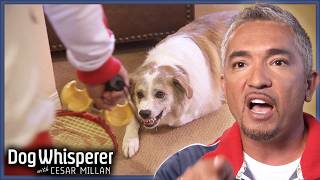 Aggressive Aussie Shepherd Threatens Cesar Over Food | Dog Whisperer With Cesar Millan