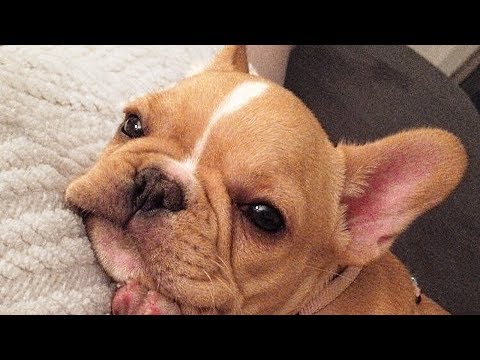 French Bulldog Puppy Compilation