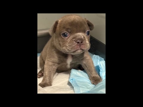 French Bulldog Puppies 4 weeks old! The rescue little in action! #frenchbulldog #puppies #rescue