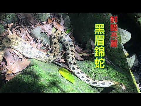 黑眉錦蛇 特有種 保育動物 Elaphe taeniura friesi ｜Taiwan Beauty Snake