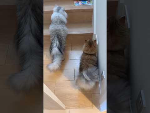 突然ビックリする猫たち 【サイベリアン】 #Shorts