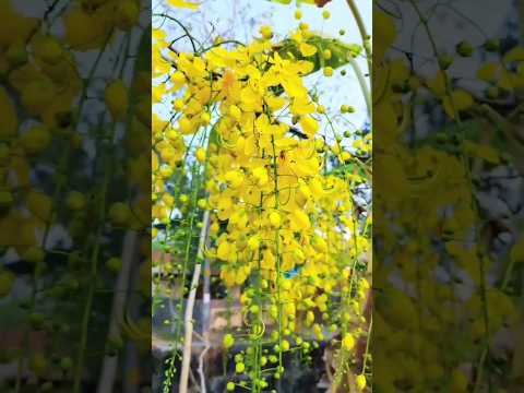 Happy vishu to all 🥰🥰 subscribe me #shorts #vishu #happyvishu #malayalam #gardening #flowers #kani