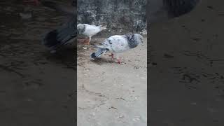 #pigeon #lovers #viral #shorts #explore #instagood #trending