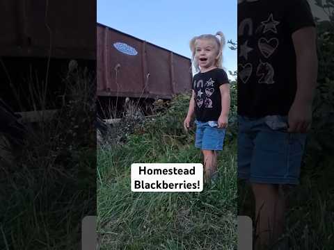 Homestead blackberries are yummy!