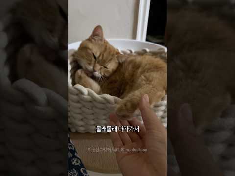 고양이 뒷발을 냅다 잡아봤습니다