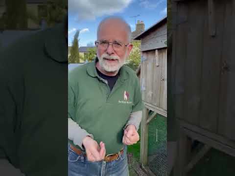 Hey Phill: Laying Eggs in the Run #shorts #eggs #poultry #chickens #hens #henhouse #egg