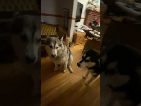 Howling To Old Videos #alaskanmalamutes #dogshowling #malamutelovers