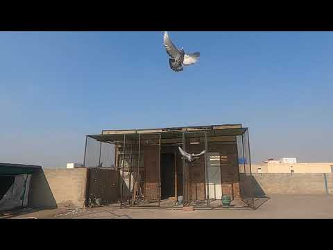 Pigeon in Flying Position | How to Pigeon Fly | Pigeon Slo-mo | Waleed Loft From Faisalabad,