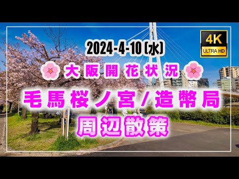 [桜開花状況 4K] 大阪🌸毛馬桜の宮・造幣局周辺散策 まだ見頃！2024-4-10 #開花状況 #お花見　#大阪城