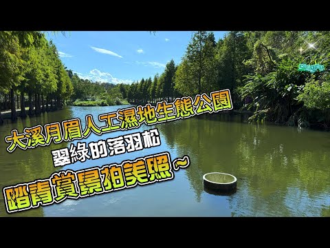 還不到落雨松轉紅季節,翠綠的落羽松也這麼美.忠貞新村,月眉人工濕地生態公園,大漢溪山豬湖生態親水園區一日遊@SINGFU