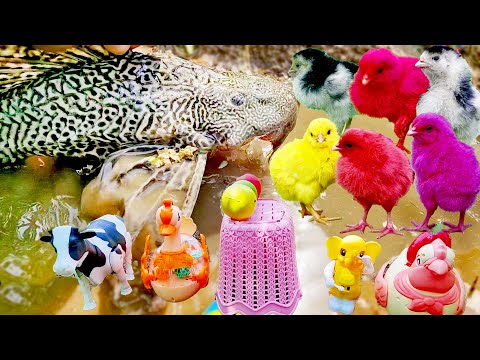 COLOUR CHICKS | World CUTE MURGI Chickens with Devil Fish in Mini Swimming pool, Petit Duck Toys