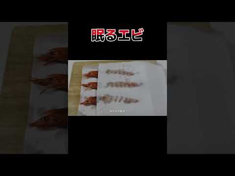 眠るエビ　ケルベロスエビフライ　ショート #cookingshorts #えび　#エビ