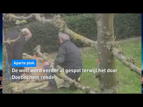 ZIEN: Wolf doet dutje in tuin in Doetinchem | Hart van Nederland