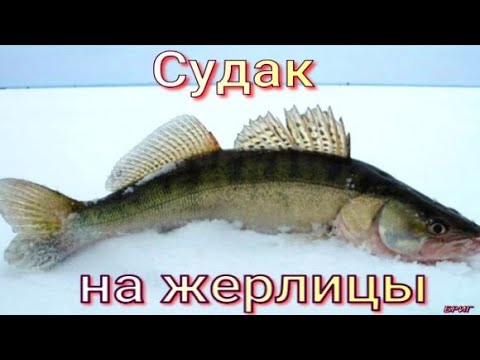 Судак на жерлицу