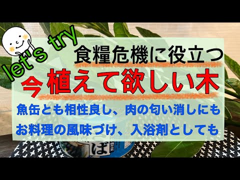 食糧危機、食糧難、食糧不足に備えて植えて欲しい樹木！備蓄品の魚缶詰との相性も抜群！物々交換にも！カレーやシチュー、入浴剤としても使用出来ます。月桂樹、ローリエ！