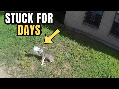 Police See Cat with Bucket on Its Head, Forced to Make a Tough Call