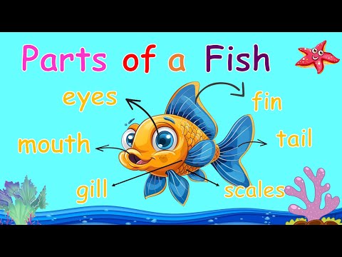 PARTS OF A FISH ll Understanding the Functions of a Fish's Fins, Gills, and MorellTeacher Ana Online