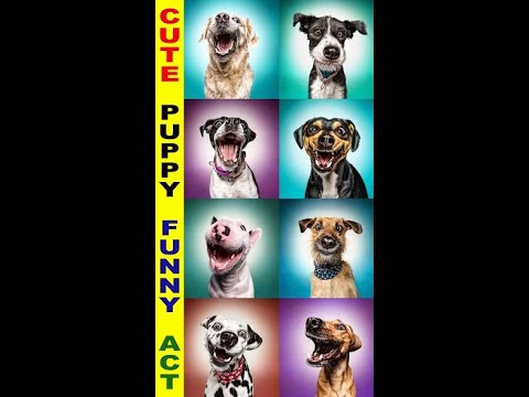 CUTE PUPPIES FUNNY ACTS - HILLARIOUS FUN generated by CUTE PUPPIES with their FUNNY ACTS only MUSIC