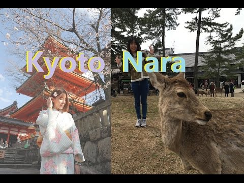 日本京都给鹿看 Japan EP5 (Kyoto Sakura + Nara Deer) [ENG SUB]