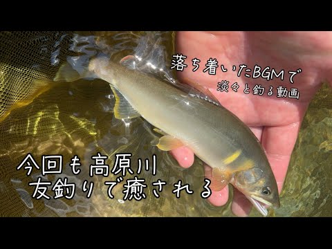 高原川 鮎の友釣りで癒される【2024.8.4】