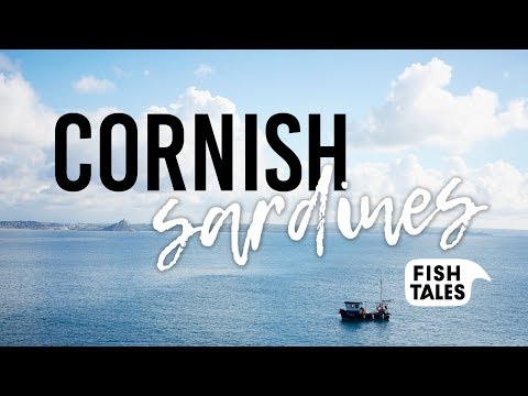 SARDINES Fishing in Cornwall | Fish Tales