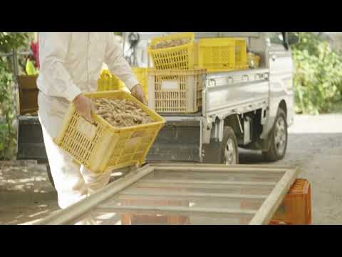 Life in Okinawa with “Manju” Turmeric farmer Ryoken and Sachiko Kuwae