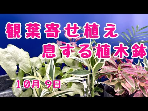 #観葉植物 土を使わない　#寄せ植え #息する植木鉢　 2024年10月2日