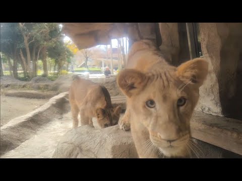 【ライオン】【愛媛県立とべ動物園】つくし、アネ、モネと咆哮！