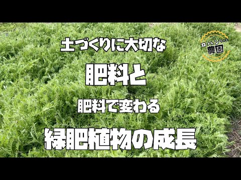 多くても少なくてもダメ！肥料の与え方【土づくり】【農家の家庭菜園】