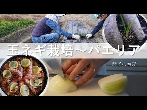 【玉ネギ栽培とパエリア作り】自家製玉ネギでパエリア作り