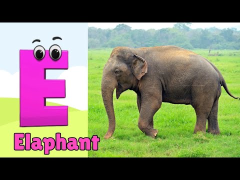 Animals ABC Song | Animals Alphabet Song | Alphabet Letters | Phonics for Kids