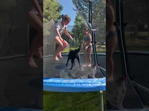 A dog on a trampoline #adogsjourney #dogdaysofsummer #summervibes